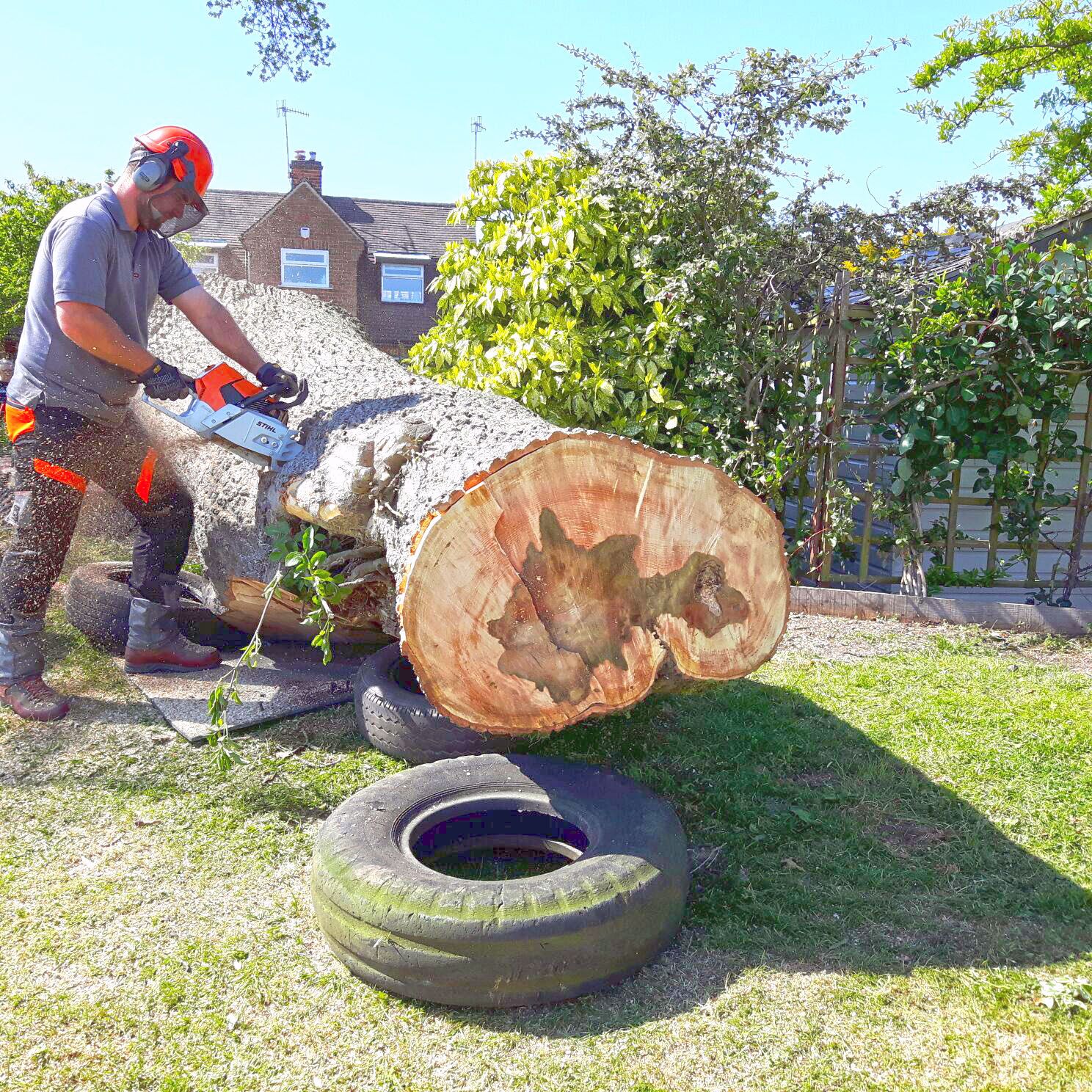Tree surgeon from Aart De Groot performing tree removal using a chainsaw